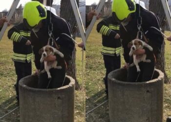 Zjarrfikësit në Mitrovicë shpëtojnë qenin e rënë në bunar