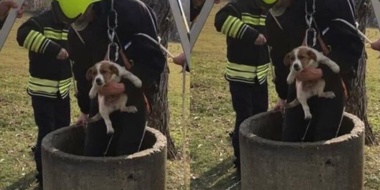 Zjarrfikësit në Mitrovicë shpëtojnë qenin e rënë në bunar