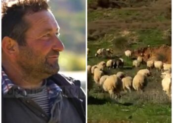 Çobani milioner shqiptar: Jeta me bagëtitë, e vështirë, biri im mbeti beqar