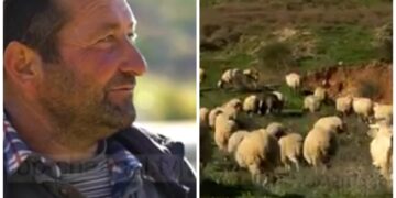 Çobani milioner shqiptar: Jeta me bagëtitë, e vështirë, biri im mbeti beqar