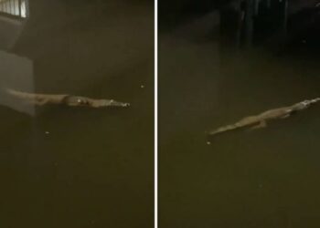Moti i ligë kaplon Meksikën, rrugët mbushen me ujë – krokodilët “shëtisin” nëpër lagjet e banuara
