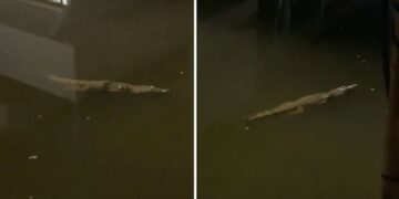 Moti i ligë kaplon Meksikën, rrugët mbushen me ujë – krokodilët “shëtisin” nëpër lagjet e banuara