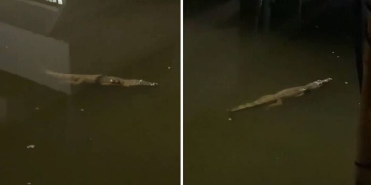 Moti i ligë kaplon Meksikën, rrugët mbushen me ujë – krokodilët “shëtisin” nëpër lagjet e banuara