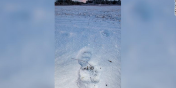 Aeroplani përplaset me një ari në Alaskë!