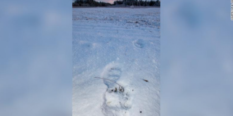 Aeroplani përplaset me një ari në Alaskë!