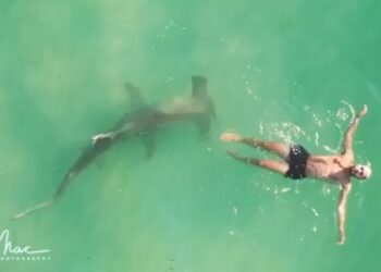 I riu po notonte pa e vërejtur fare, derisa peshkaqeni sillej rreth tij – pamje të frikshme në ujërat e Miami