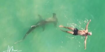 I riu po notonte pa e vërejtur fare, derisa peshkaqeni sillej rreth tij – pamje të frikshme në ujërat e Miami