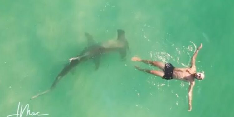 I riu po notonte pa e vërejtur fare, derisa peshkaqeni sillej rreth tij – pamje të frikshme në ujërat e Miami