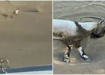 4 të rinj në një xhip ndjekin dhinë e egër nëpër shkretëtirë, derisa ajo u rrëzua dhe ngordhi nga lodhja