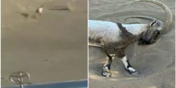 4 të rinj në një xhip ndjekin dhinë e egër nëpër shkretëtirë, derisa ajo u rrëzua dhe ngordhi nga lodhja