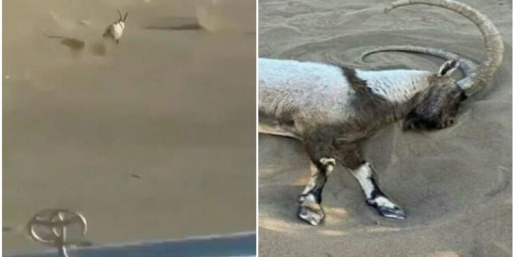 4 të rinj në një xhip ndjekin dhinë e egër nëpër shkretëtirë, derisa ajo u rrëzua dhe ngordhi nga lodhja