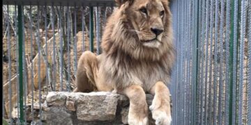 Ky luan qe një vit po mbahet ilegalisht në një resort në Gjilan, reagon Fondacioni për të Drejtat e Kafshëve