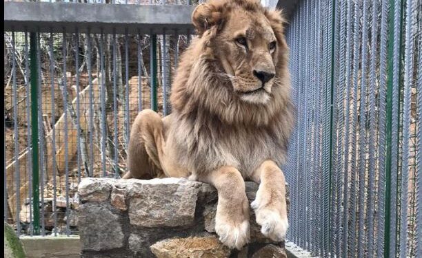 Ky luan qe një vit po mbahet ilegalisht në një resort në Gjilan, reagon Fondacioni për të Drejtat e Kafshëve