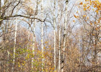 Moti nesër dhe ditëve në vazhdim! (07.11.2020.) E Shtunë