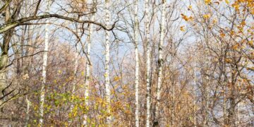 Moti nesër dhe ditëve në vazhdim! (07.11.2020.) E Shtunë