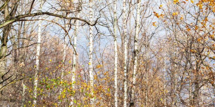 Moti nesër dhe ditëve në vazhdim! (07.11.2020.) E Shtunë