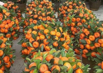 Koha e mandarinave, pse nuk duhet ta teproni me këtë frut