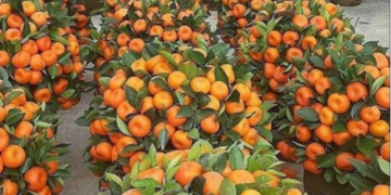 Koha e mandarinave, pse nuk duhet ta teproni me këtë frut