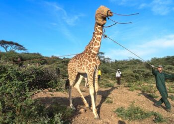 E vetmuar në ishull, gjirafa e rrallë shpëtohet në mënyrë spektakolare