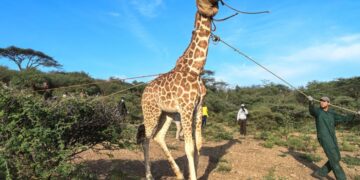 E vetmuar në ishull, gjirafa e rrallë shpëtohet në mënyrë spektakolare