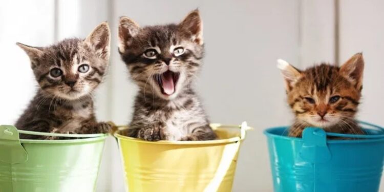 Francezi ua lë pasurinë e tij 50 maceve