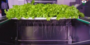 Prodhohen perimet e para pa përdorimin e dheut dhe rrezeve të diellit