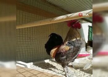 Gjeli që “kollapsoi” nga këndimi për një kohë të gjatë bëhet i famshëm në Turqi