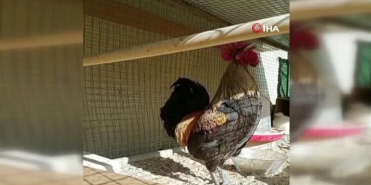 Gjeli që “kollapsoi” nga këndimi për një kohë të gjatë bëhet i famshëm në Turqi