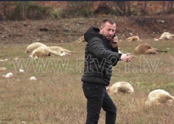 Ujqit mbysin 90 dele në Janjevë