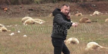 Ujqit mbysin 90 dele në Janjevë