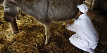 Në Shqipëri shumëfishohet kërkesa për qumështin e gomaricës, litri kushton 50 euro – në vendin ku paga mezi arrin 400 euro