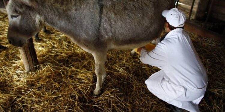 Në Shqipëri shumëfishohet kërkesa për qumështin e gomaricës, litri kushton 50 euro – në vendin ku paga mezi arrin 400 euro