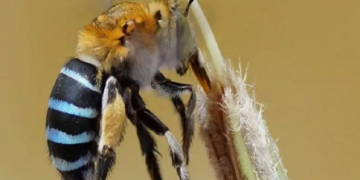 Vetëm në Australi: A keni dëgjuar ndonjëherë për fenomenin e bletës blu?