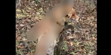 Një dhelpër e ngordhur e ngulitur në një pemë gjendet në Makresh të Novobërdës, banorët shprehen të shqetësuar