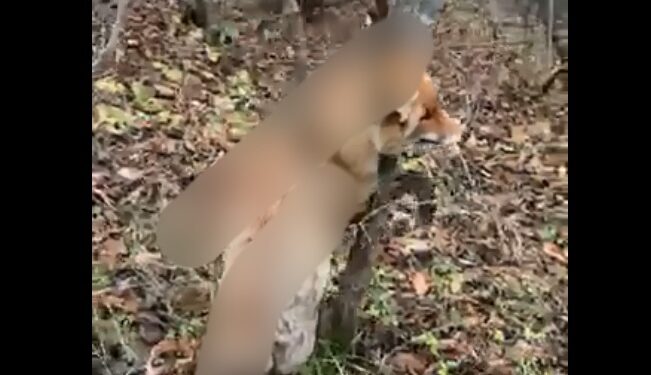 Një dhelpër e ngordhur e ngulitur në një pemë gjendet në Makresh të Novobërdës, banorët shprehen të shqetësuar