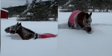 Pamje fantastike: Shikoni si luan kali në dëborë