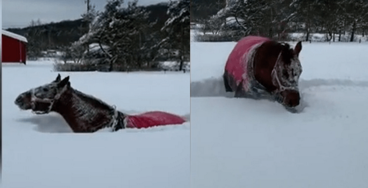 Pamje fantastike: Shikoni si luan kali në dëborë