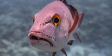 Habisin shkencëtarët, thonë të kenë zbuluar peshkun 81 vjeçar