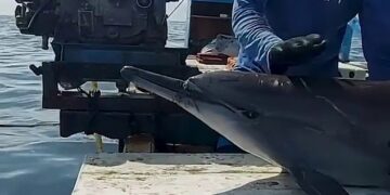 Momenti  kur ekipet e pastrimit të oqeanit e shpëtojnë një delfin dhe e lënë të lirë