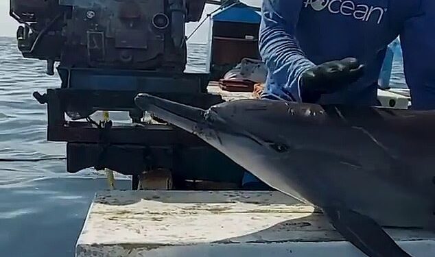 Momenti  kur ekipet e pastrimit të oqeanit e shpëtojnë një delfin dhe e lënë të lirë