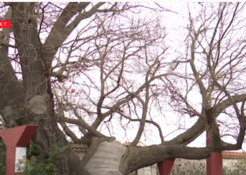 Druri 400 vjeçar, llogaritet të jetë më i vjetri në Kosovë