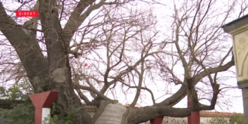 Druri 400 vjeçar, llogaritet të jetë më i vjetri në Kosovë