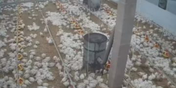 Si reaguan 1500 zogj ndaj lëkundjeve të forta të tokës në Kroaci