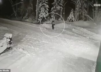 Qeni sakrifikon veten për të mbrojtur 10 vjeçarin nga ujku