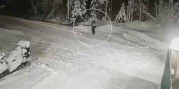 Qeni sakrifikon veten për të mbrojtur 10 vjeçarin nga ujku