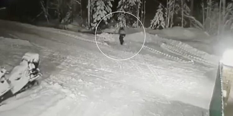 Qeni sakrifikon veten për të mbrojtur 10 vjeçarin nga ujku