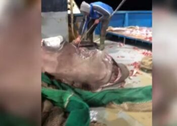 Peshkatarët e Vlorës kapin një peshkaqen të rrallë 6 m të gjatë!