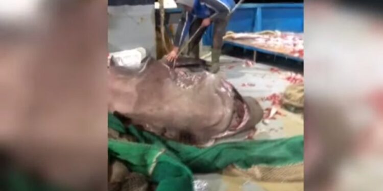 Peshkatarët e Vlorës kapin një peshkaqen të rrallë 6 m të gjatë!