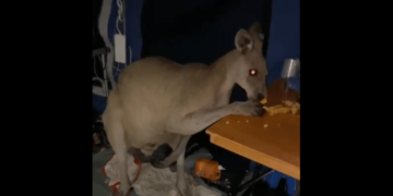 Kanguri “tmerron” një familje, ju futet në tendë në 03:00 të mëngjesit