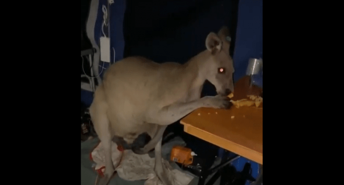 Kanguri “tmerron” një familje, ju futet në tendë në 03:00 të mëngjesit